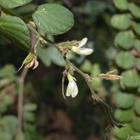 Phyllodium pulchellum (L.) Desv.